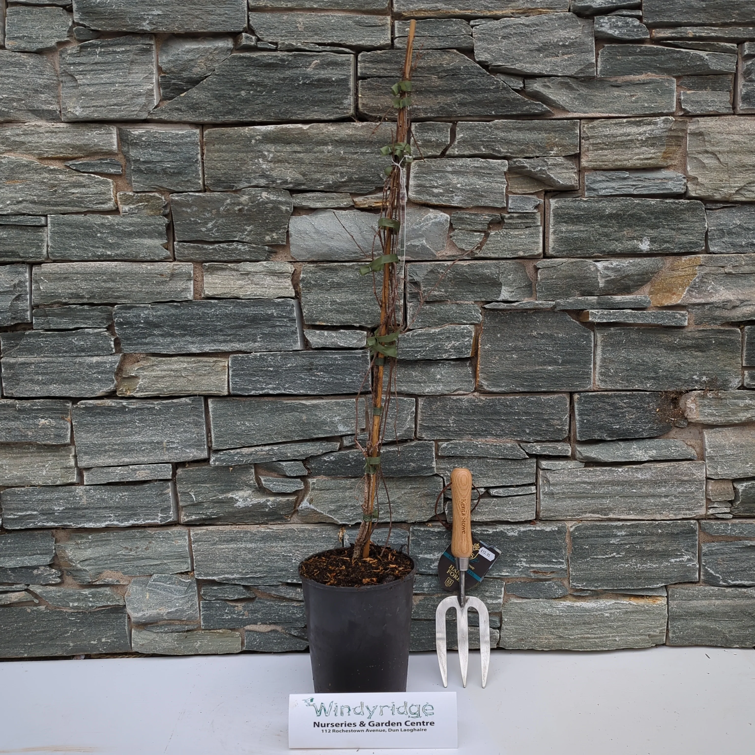 Parthenocissus Veitchii