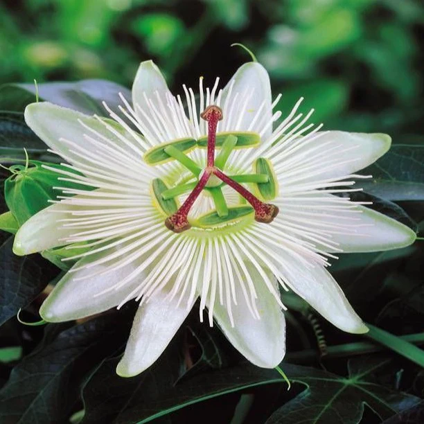 PASSIFLORA C. CONSTANCE ELLIOTT - Image 2
