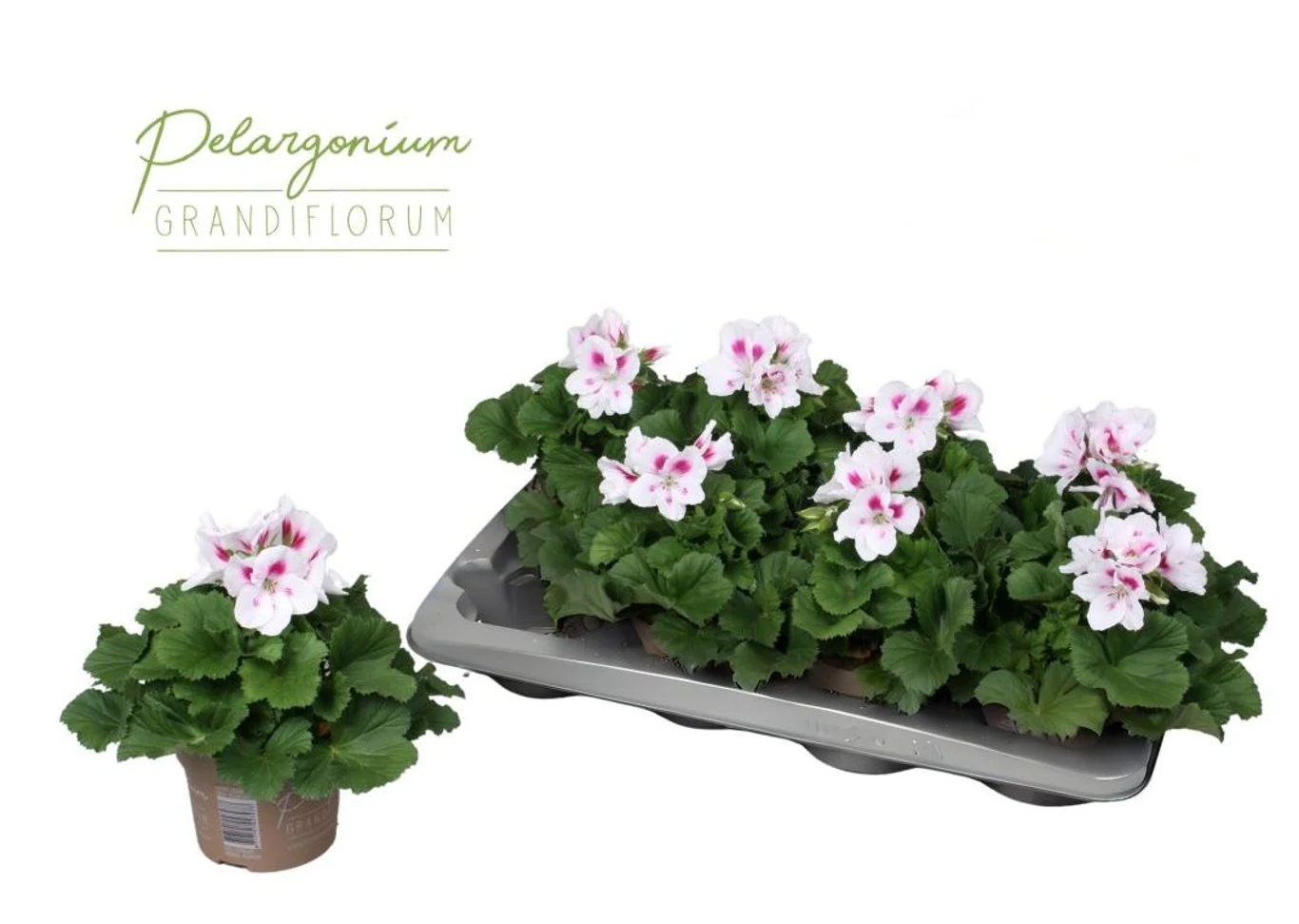 Pelargonium grand. 'Belinda' P12