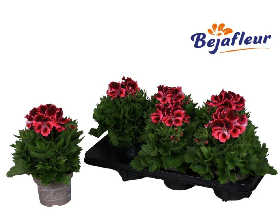 Pelargonium grand. Femke  P12