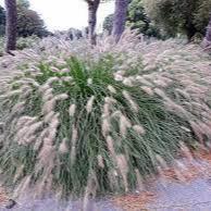 Pennisetum alop. Hameln - Image 2