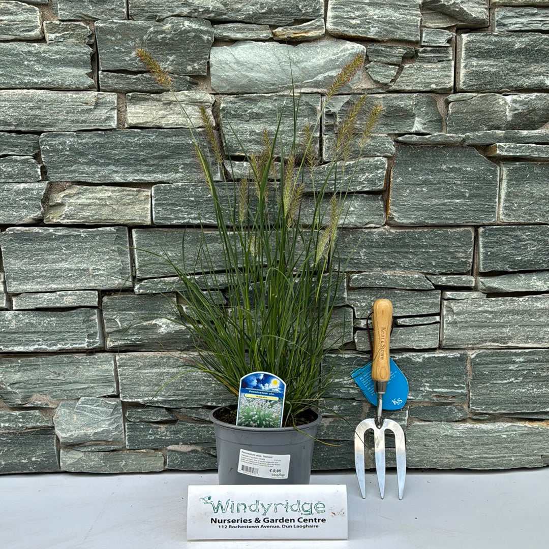 Pennisetum alop. Hameln 2 Ltr pot - Image 2