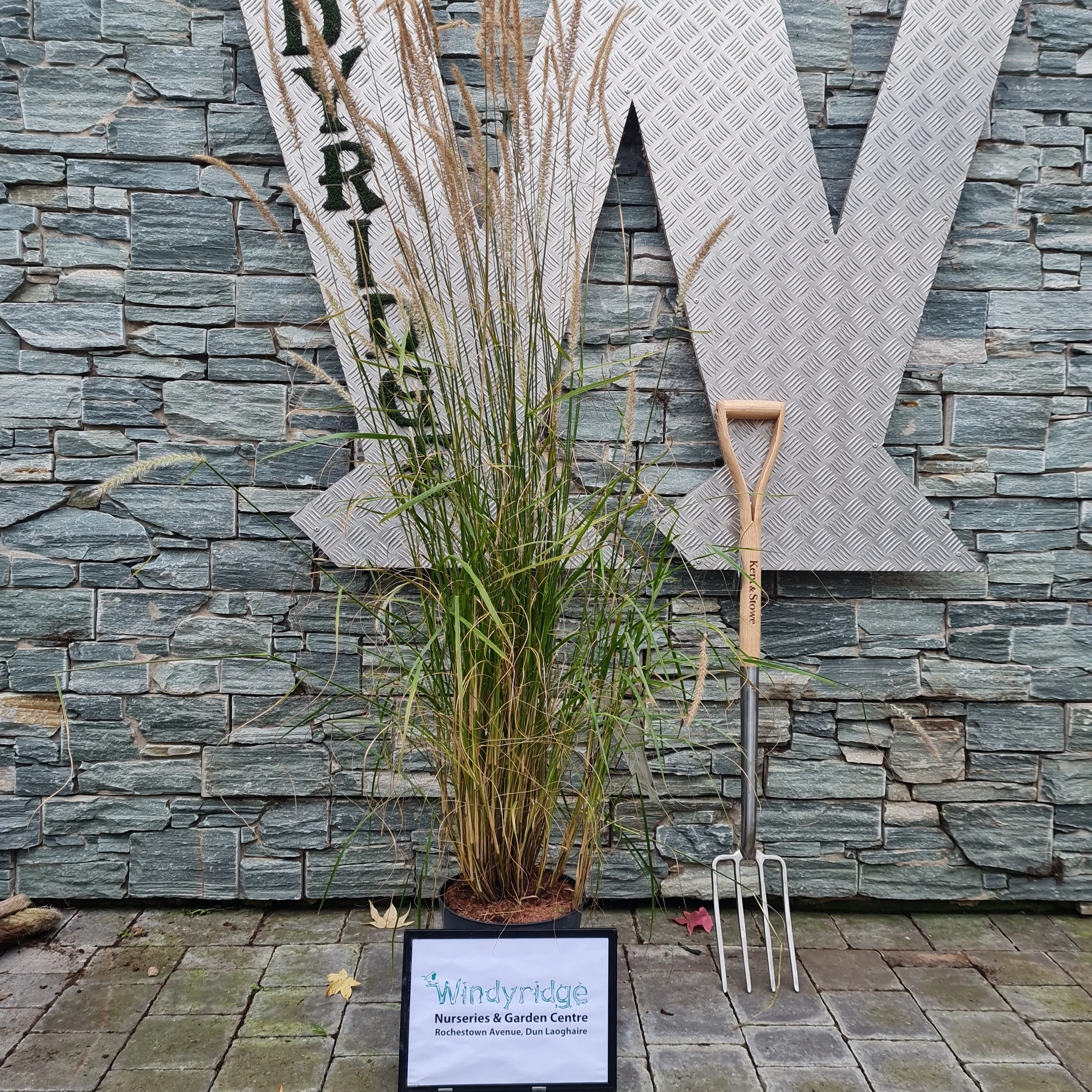 Pennisetum Fairy Tails - Image 2