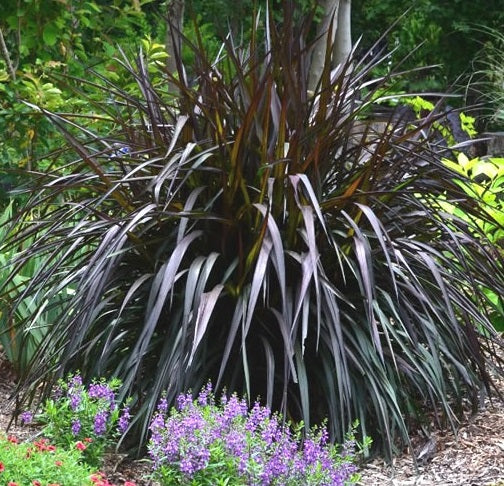 Pennisetum Princess Caroline