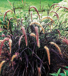 Pennisetum Rubrum