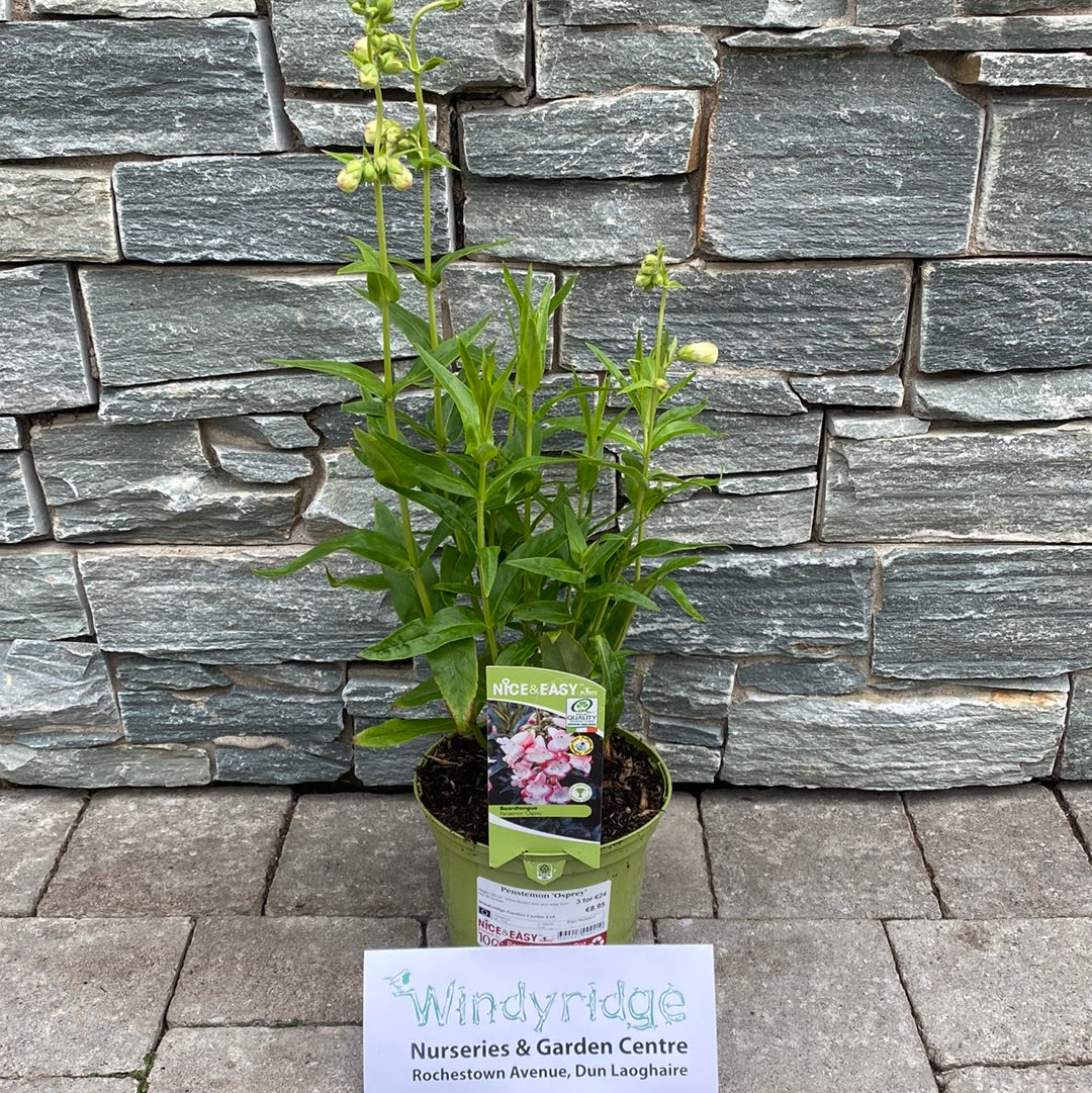 Penstemon Osprey - Image 2