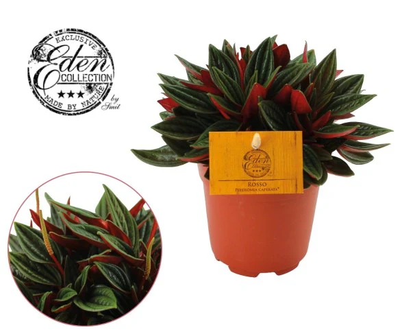 Peperomia cap.  Rosso