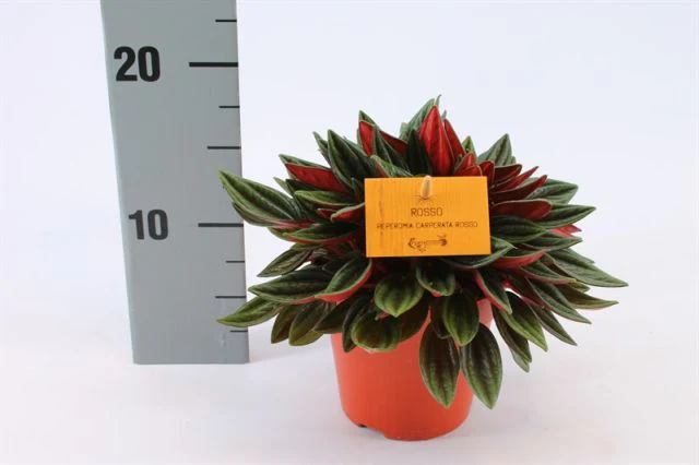 Peperomia cap. Rosso