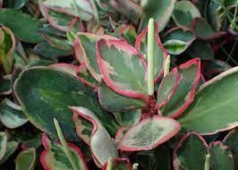 Peperomia clusiifolia Jellie P12