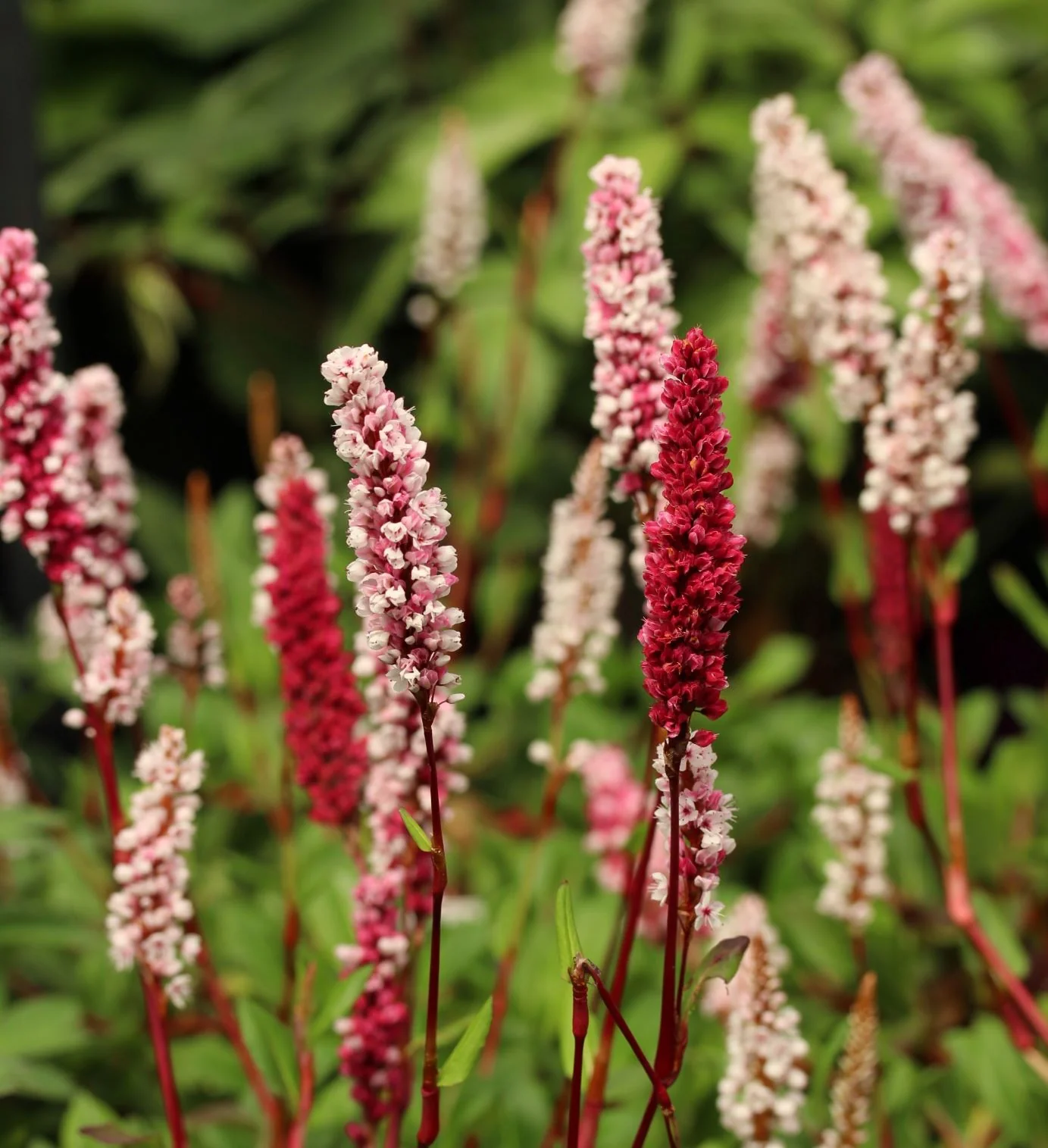 Persicaria Darjeeling Red
