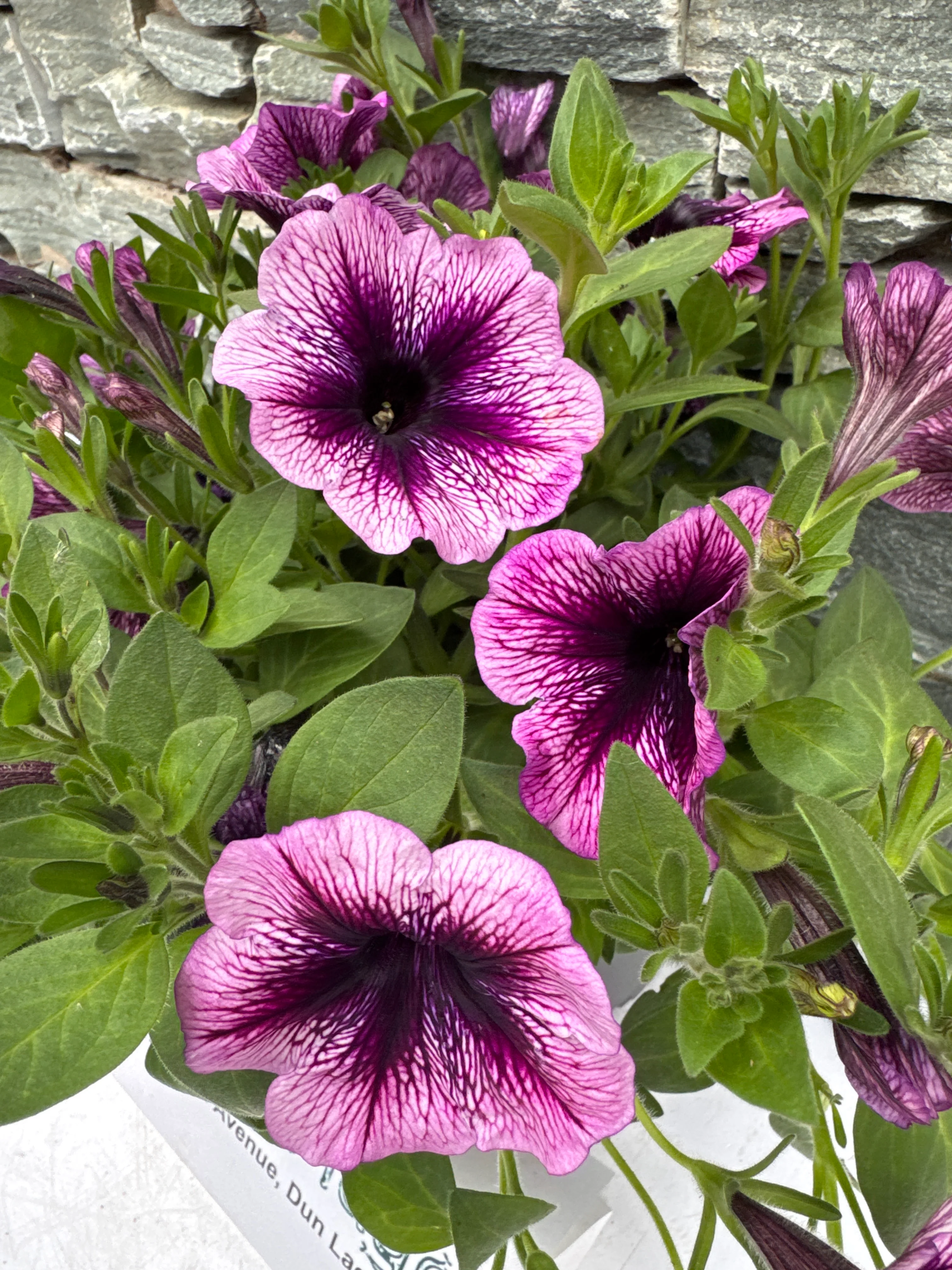 PETUNIA Viva Purple Vein - Image 2