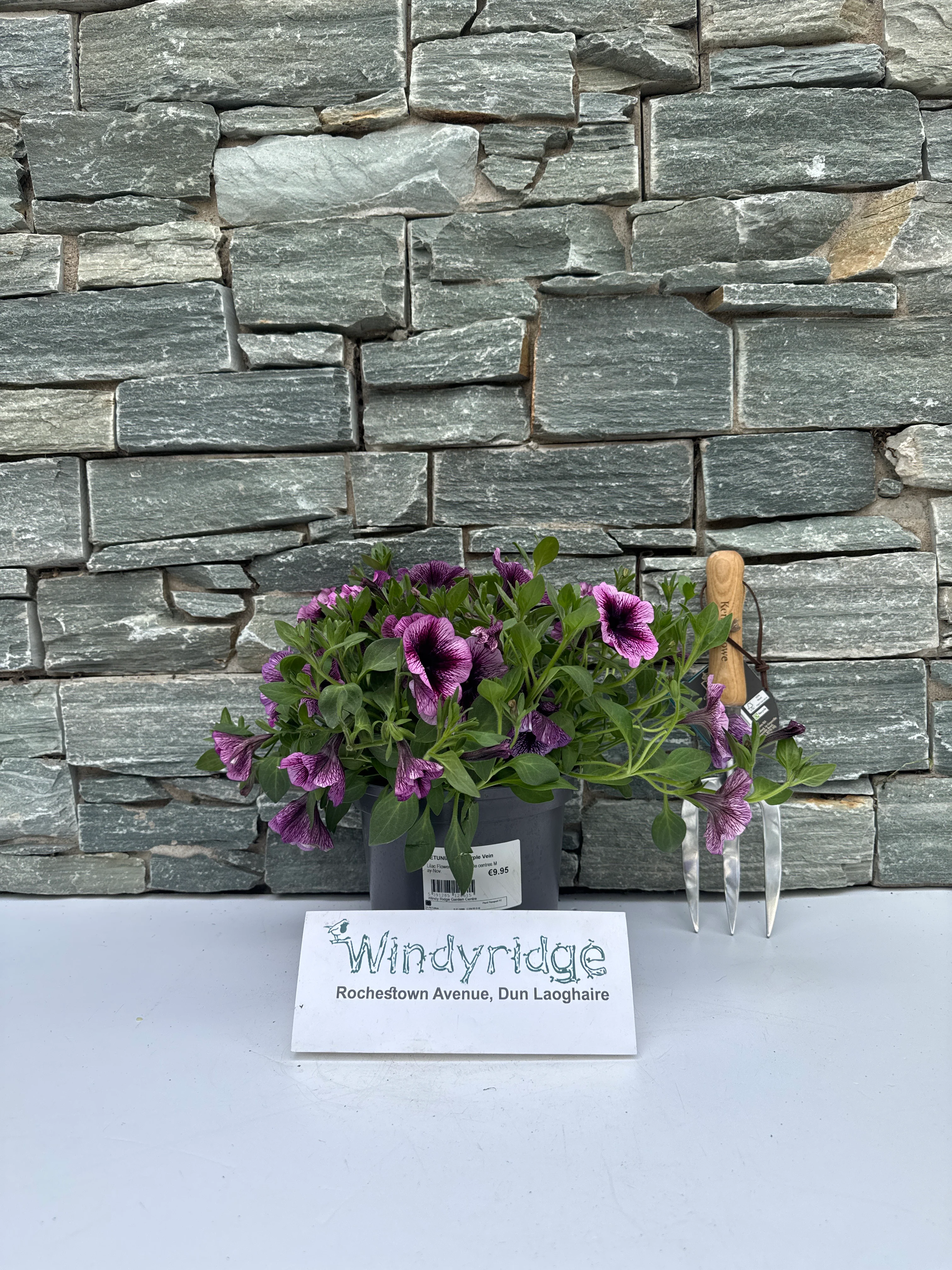 PETUNIA Viva Purple Vein - Image 4