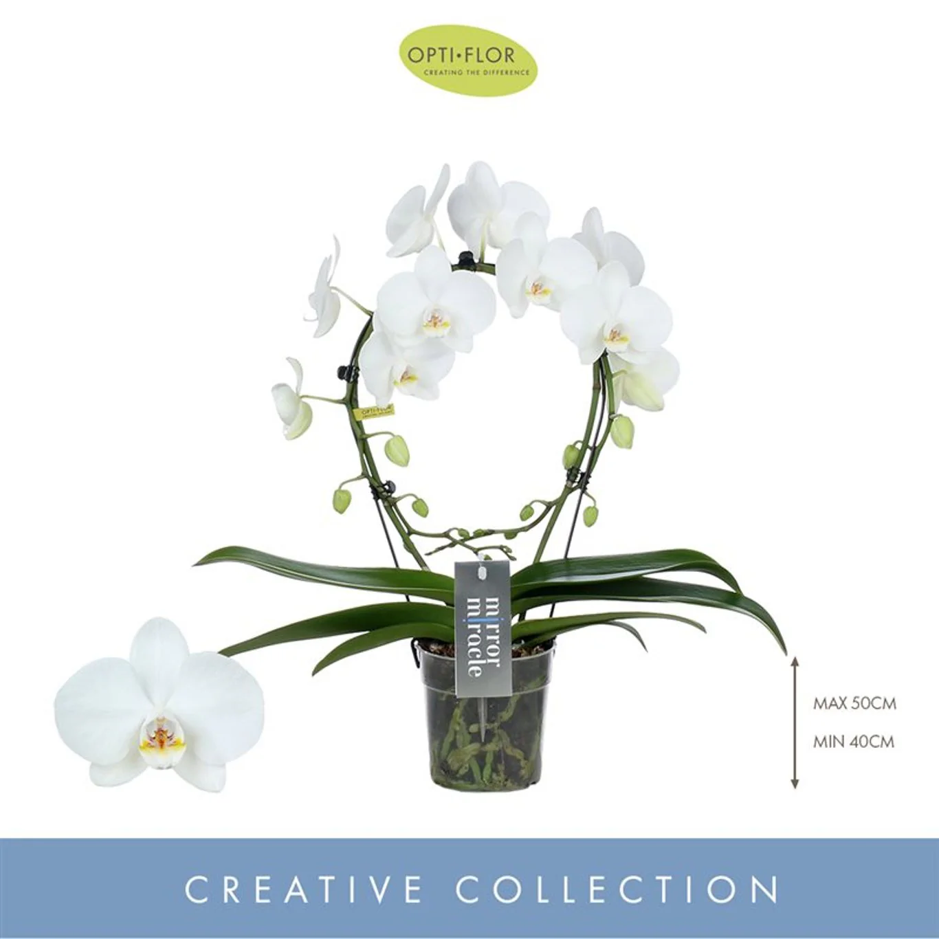 Phalaenopsis Mirror Miracle white  P12, hoop