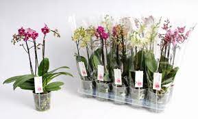 Phalaenopsis mix 3 stem 40 cm