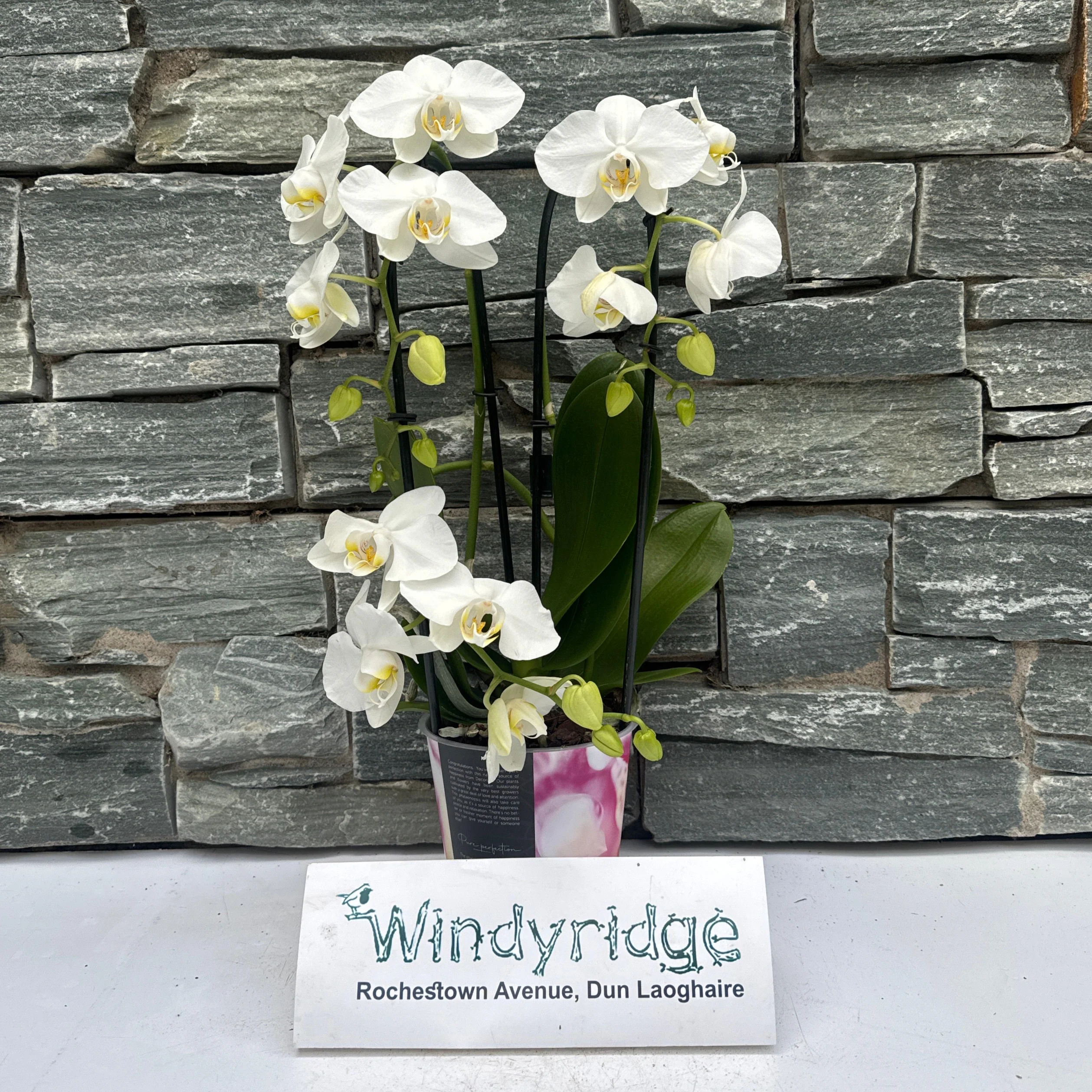 Phalaenopsis white Twirl