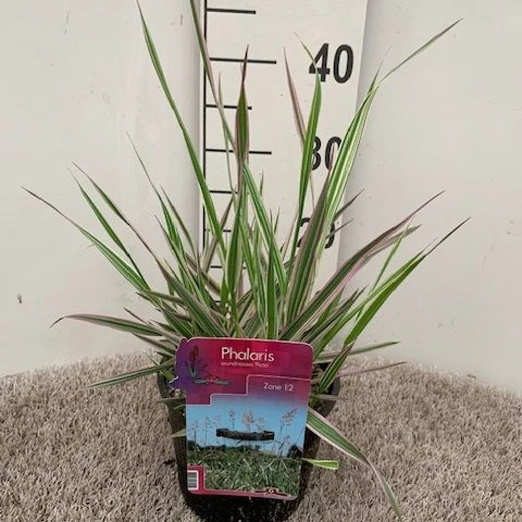 Phalaris arund. Picta 18 cm aquatic basket - Image 2