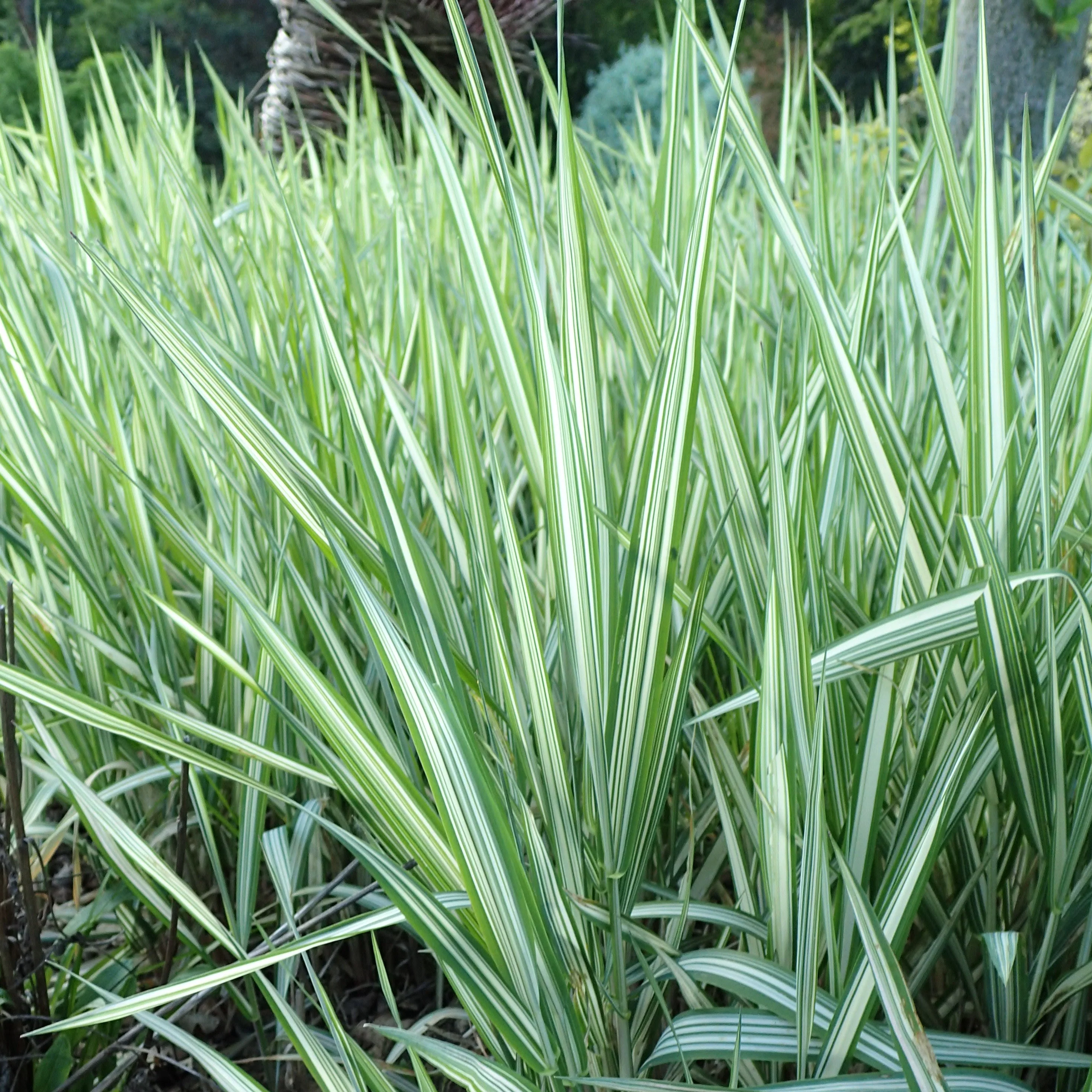 Phalaris arund. Picta 18 cm aquatic basket - Image 3