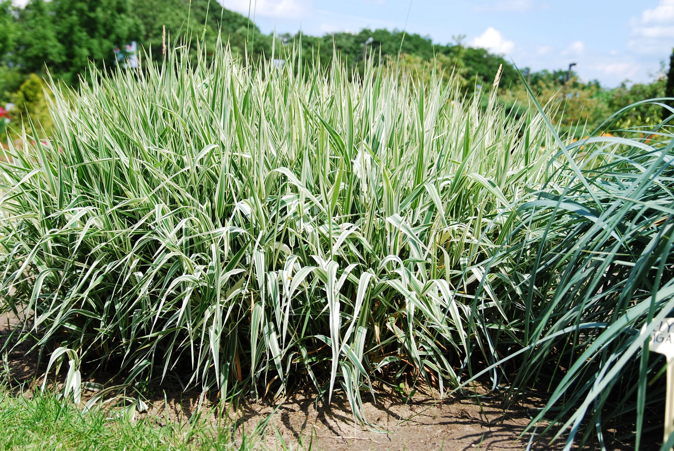 Phalaris arund. Picta 18 cm aquatic basket - Image 4