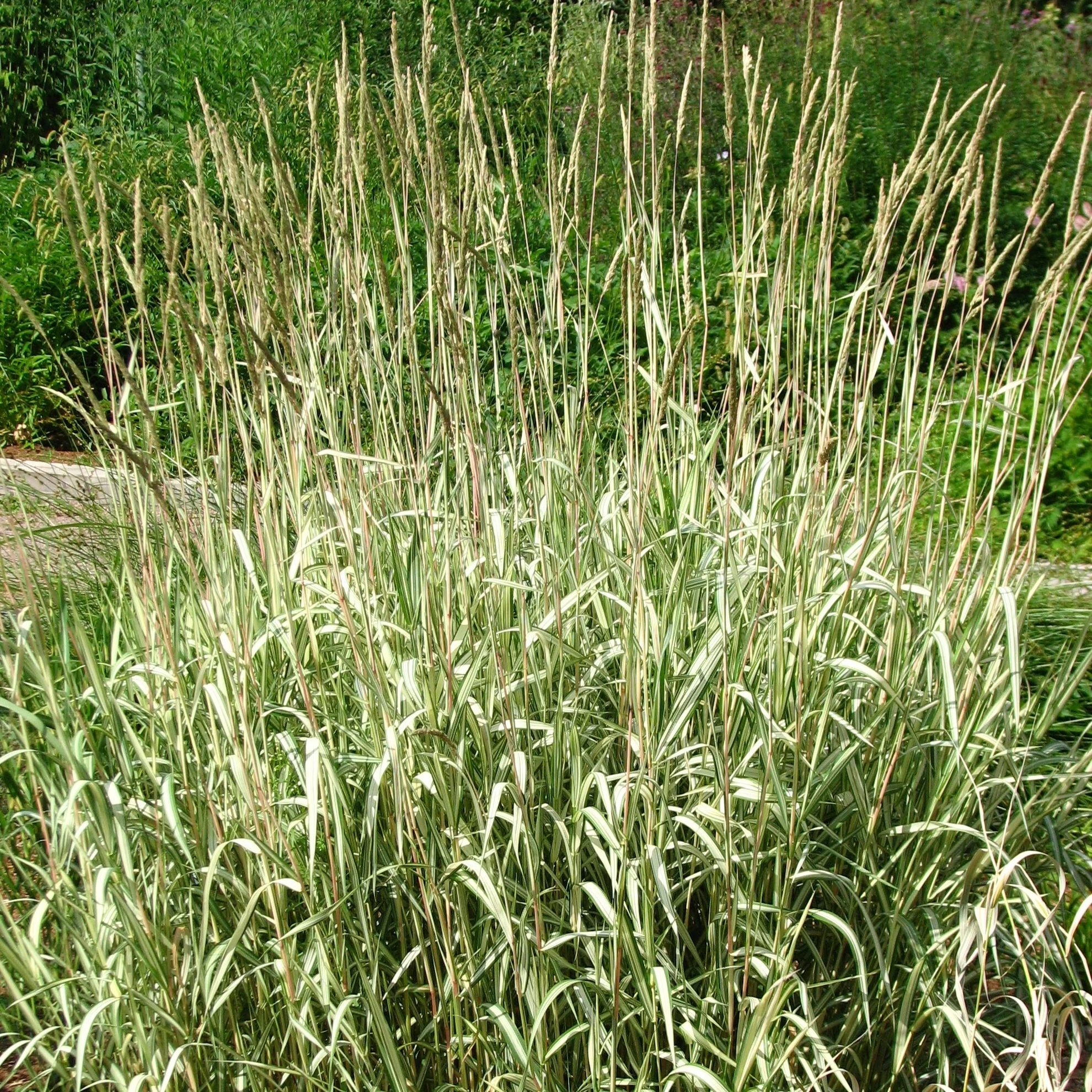 Phalaris arund. Picta P9