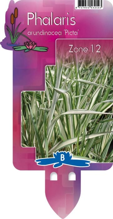 Phalaris arund. Picta P9 - Image 2
