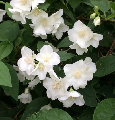 Philadelphus Lemoinei