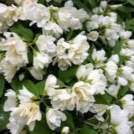 Philadelphus Manteau de Hermine - Image 2