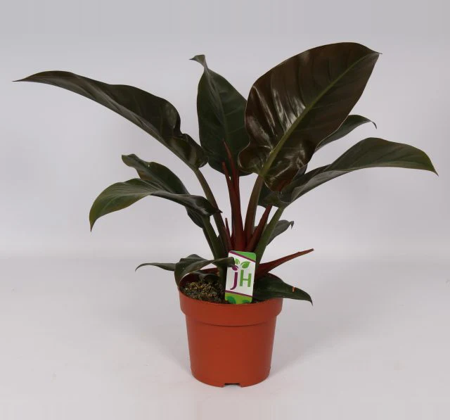 Philodendron  Imperial Red