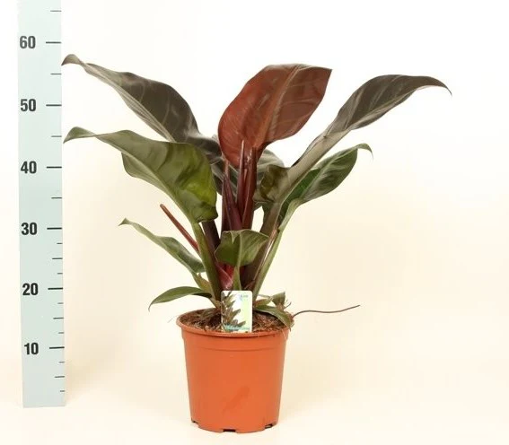 Philodendron Imperial Red  P19