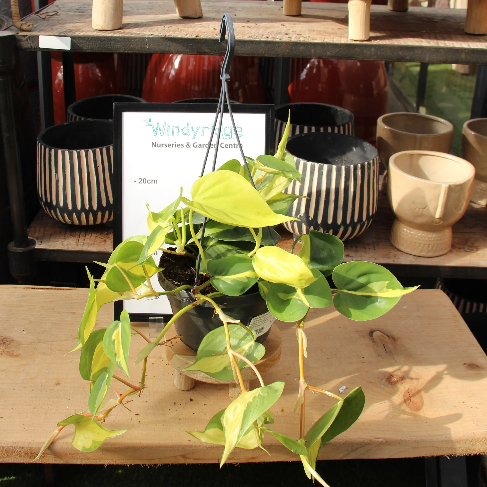 Philodendron scandens Brasil P15, hanging pot - Image 3
