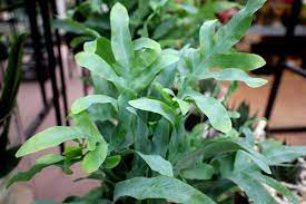 Phlebodium aureum Blue Star P14