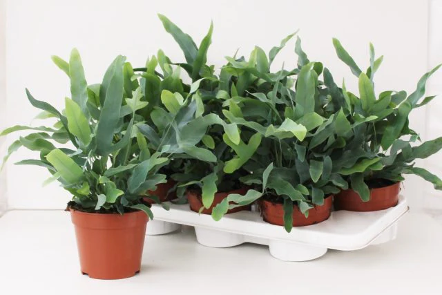 Phlebodium aureum Blue Star P14 - Image 2