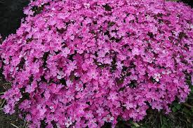 Phlox (3Ltr Pot)