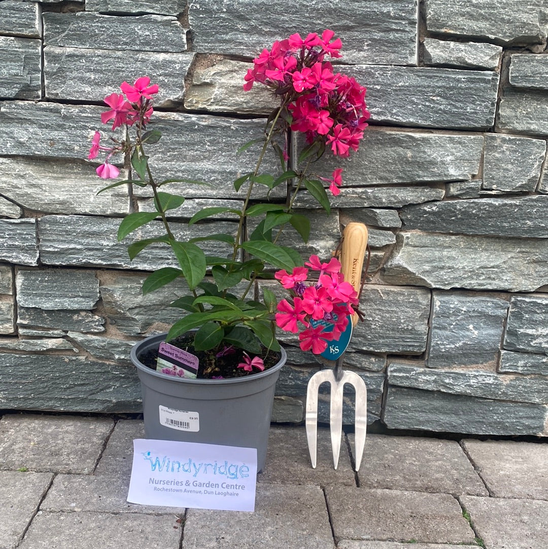 Phlox (3Ltr Pot) - Image 2