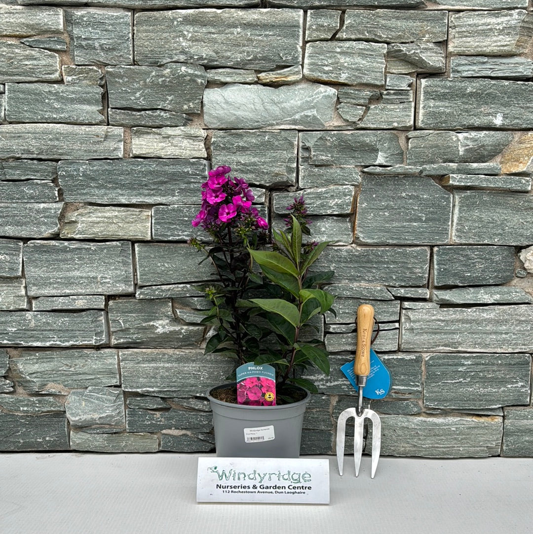 Phlox (3Ltr Pot) - Image 4