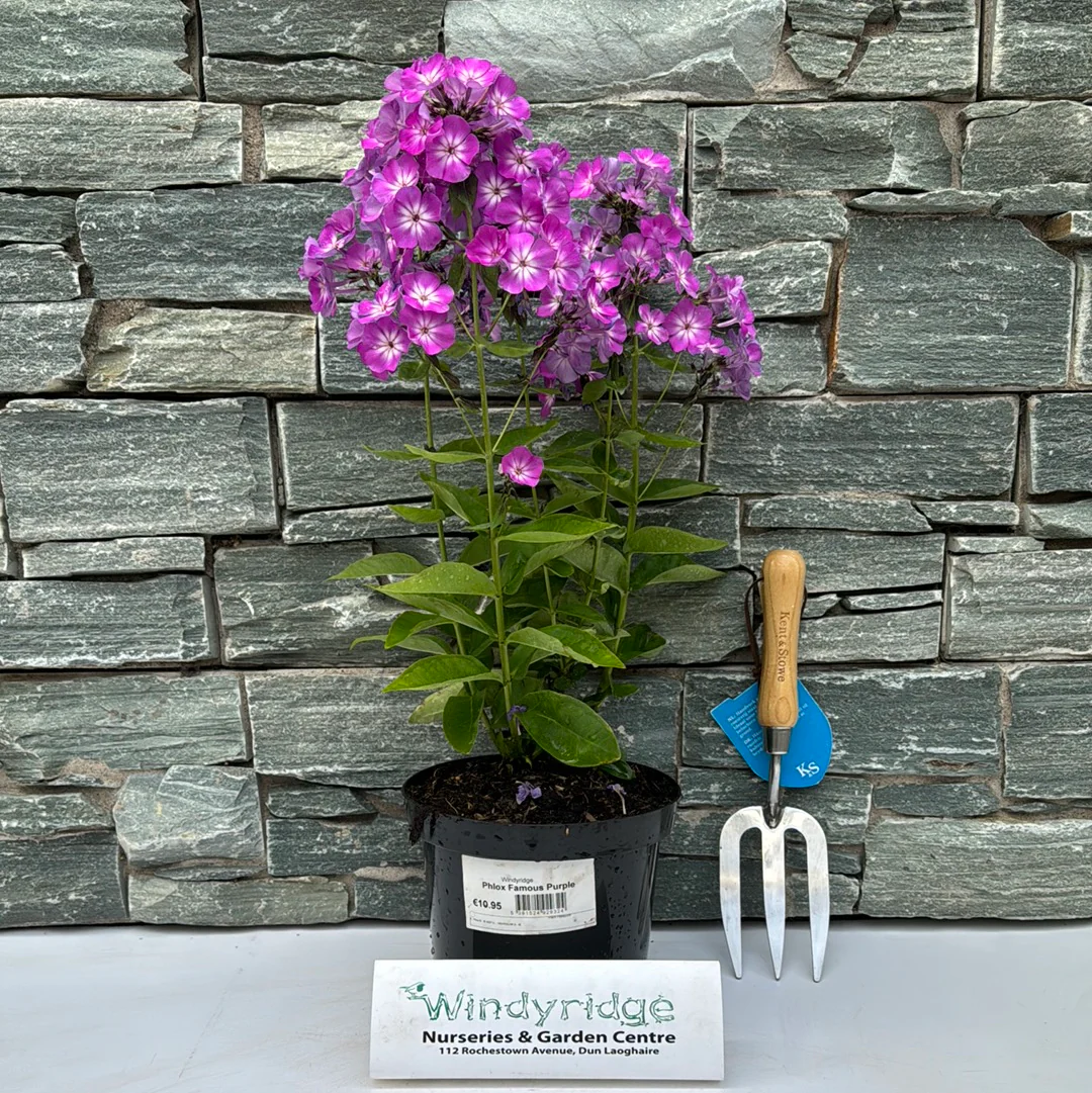 Phlox famous purple - Image 2