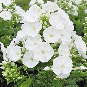 Phlox paniculata 'Danielle'