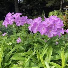 Phlox Rose Bouquet - Image 2