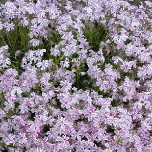 PHLOX 'Candy Stripes'