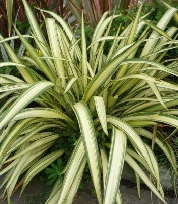 Phormium cookianum Cream Delight - Image 3