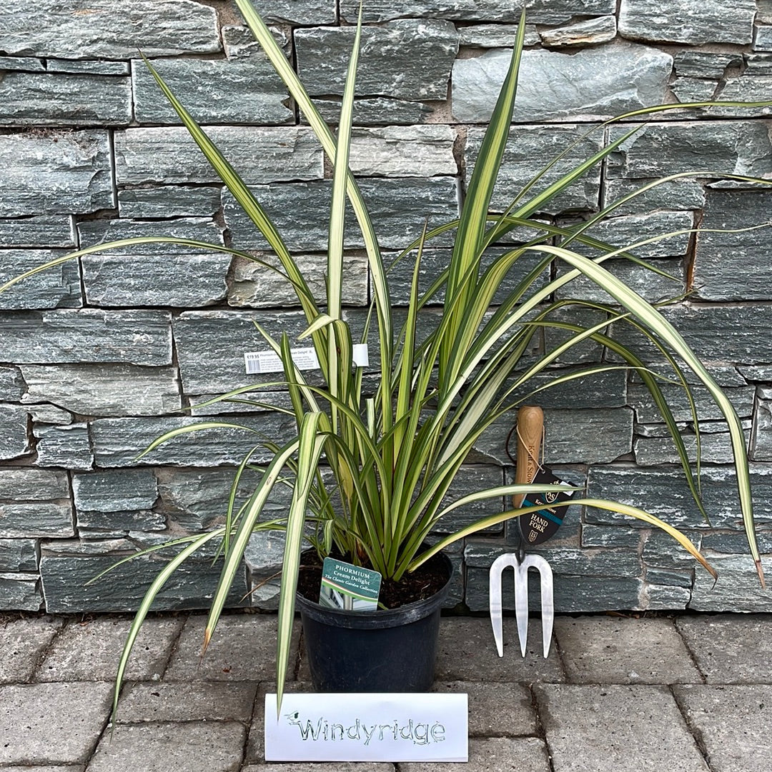 Phormium cookianum Cream Delight - Image 4