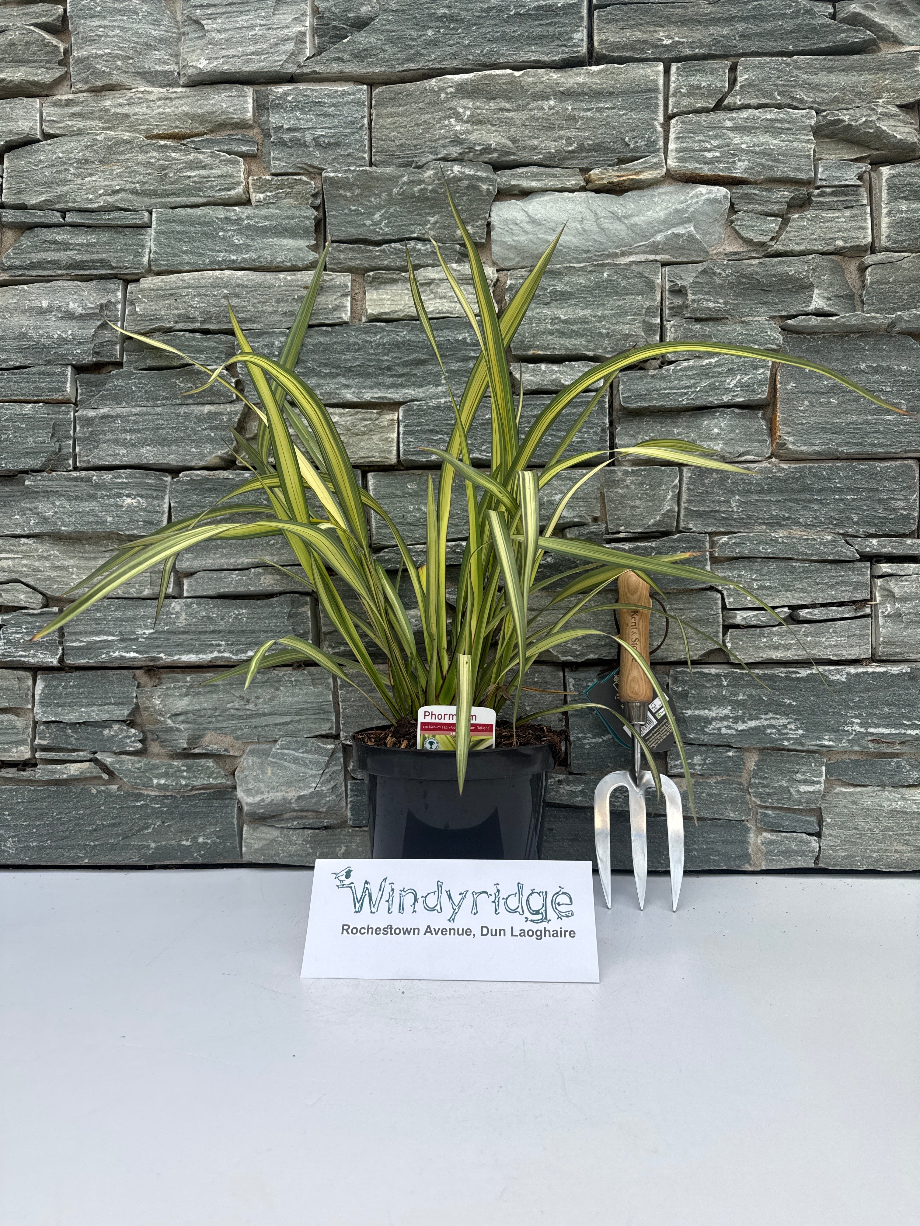 Phormium cream Delight - Image 2