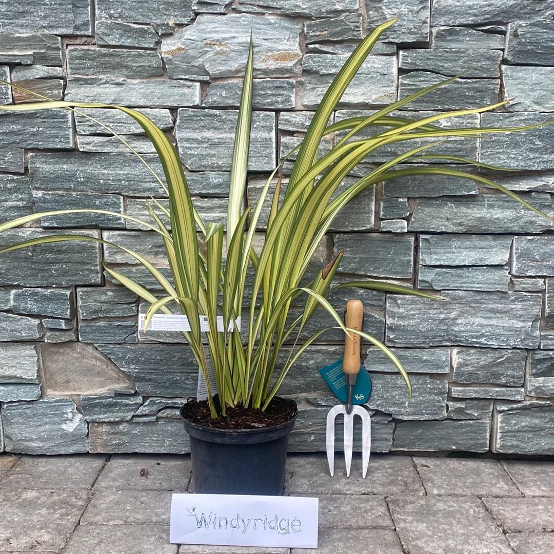 PHORMIUM Cream Delight  40/50  3L - Image 2