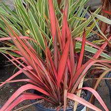 PHORMIUM Evening Glow 3L