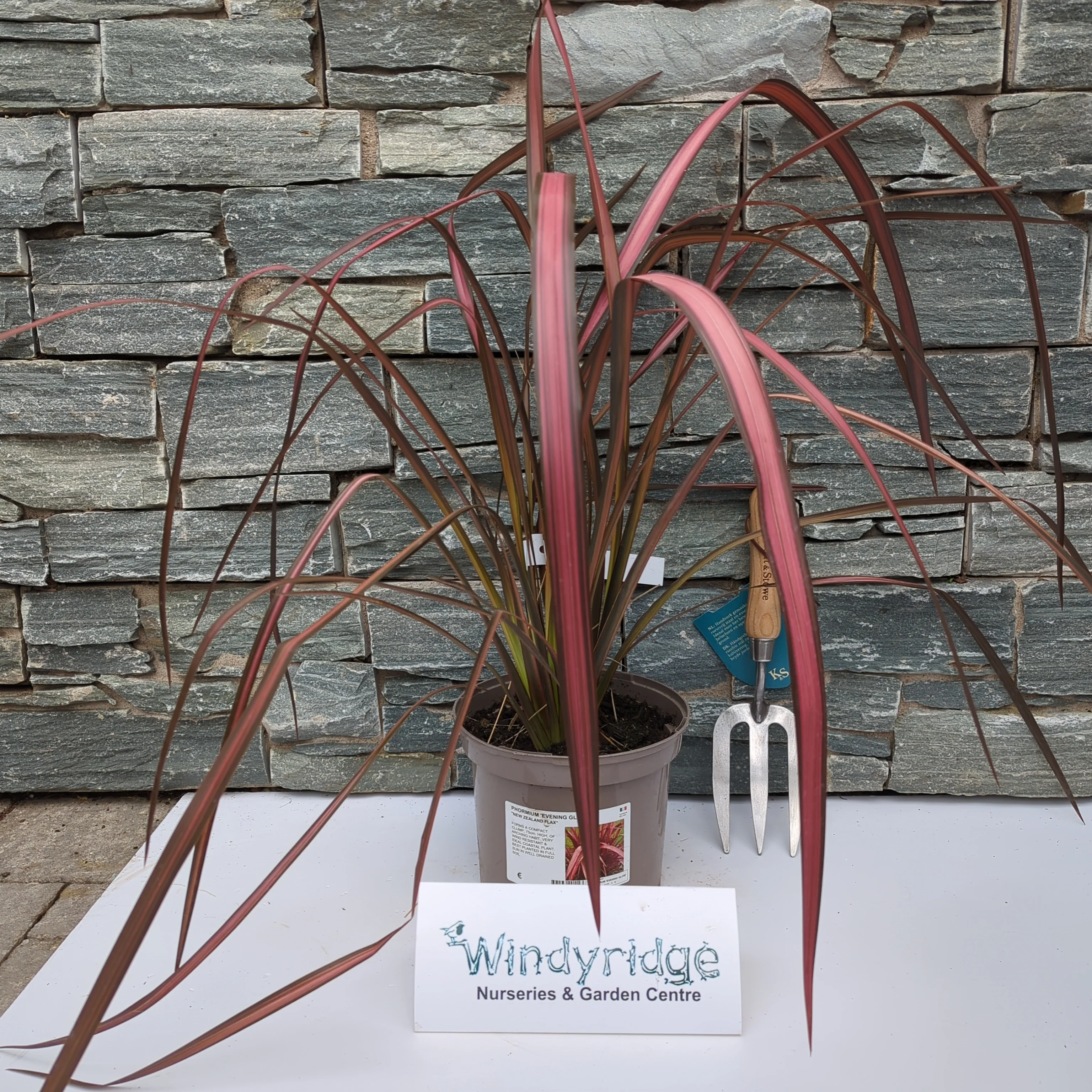 PHORMIUM Evening Glow 3L - Image 2
