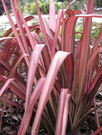 Phormium Pink Panther