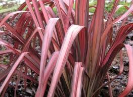 PHORMIUM Pink Panther 40/50 3L - Image 2