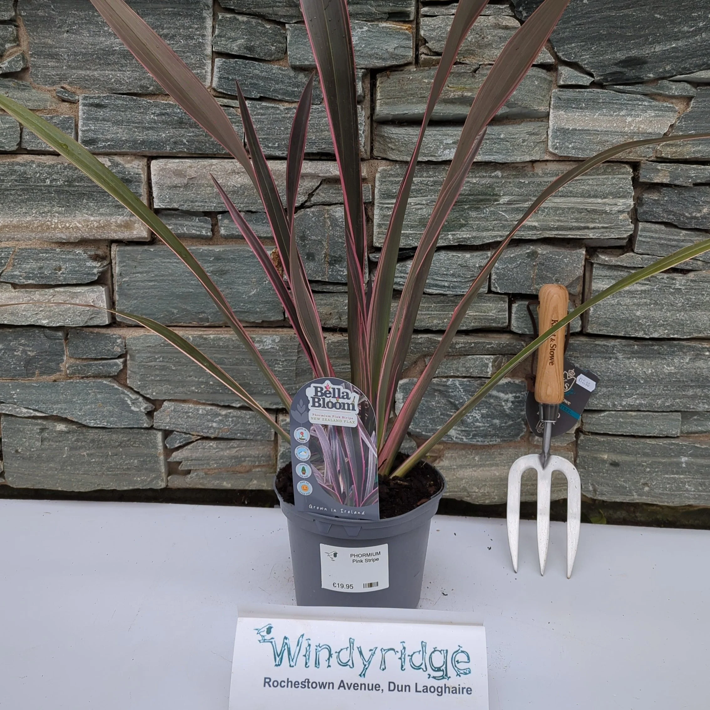 PHORMIUM Pink Stripe - Image 2