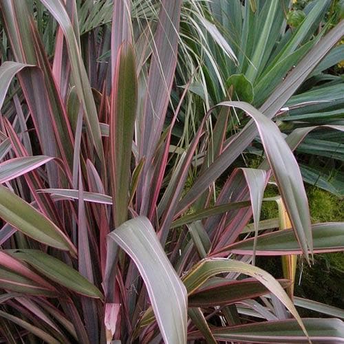 PHORMIUM Pink Stripe - Image 3