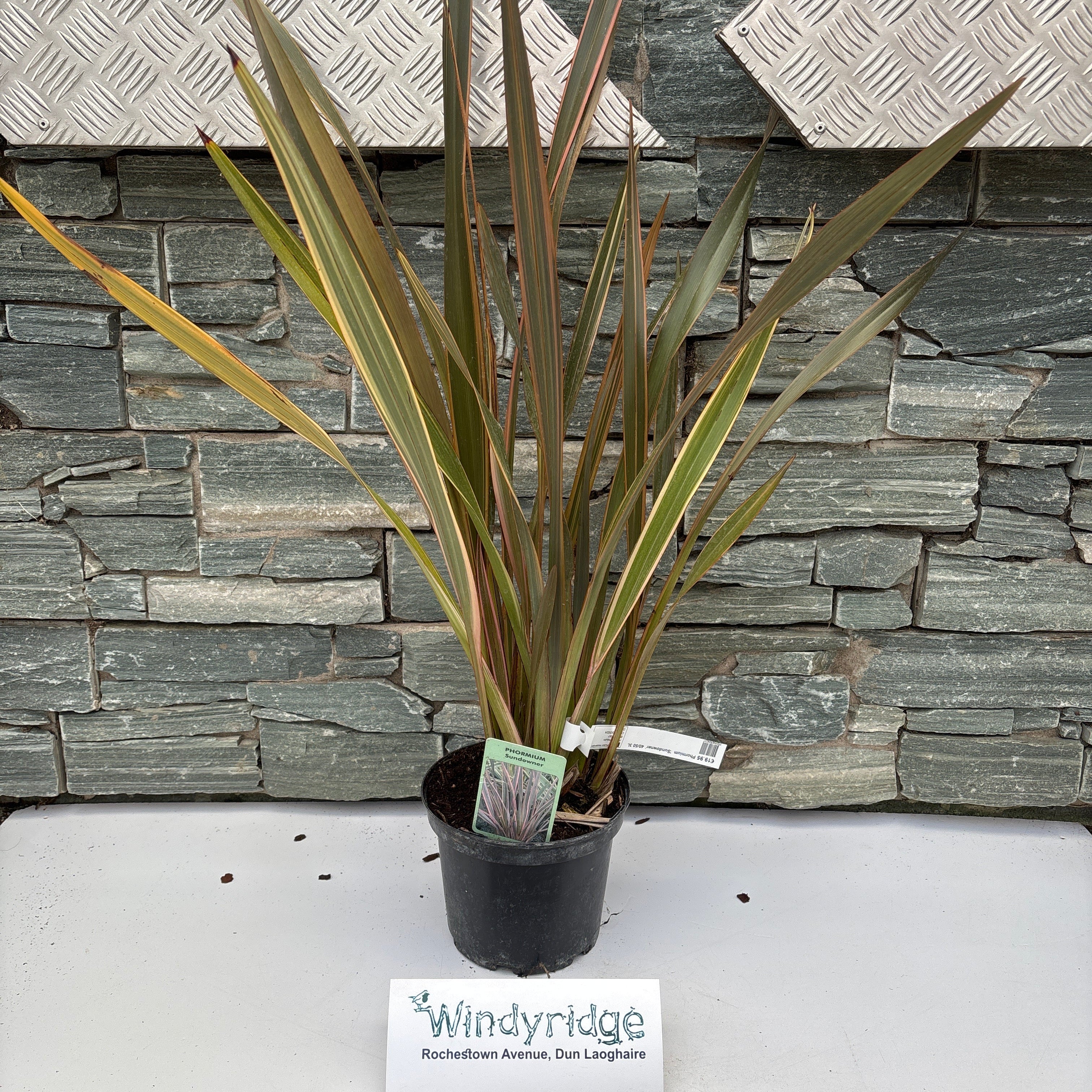 PHORMIUM Sundowner 40/50 3L