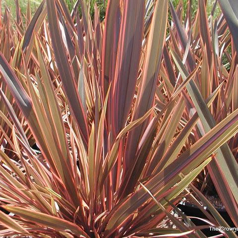PHORMIUM Sundowner 40/50 3L - Image 2